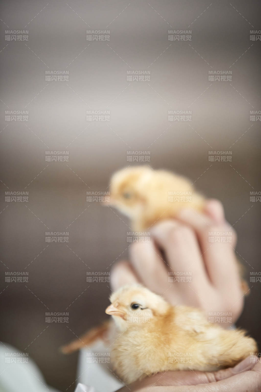 把小雞放在手中檢查的女飼養員