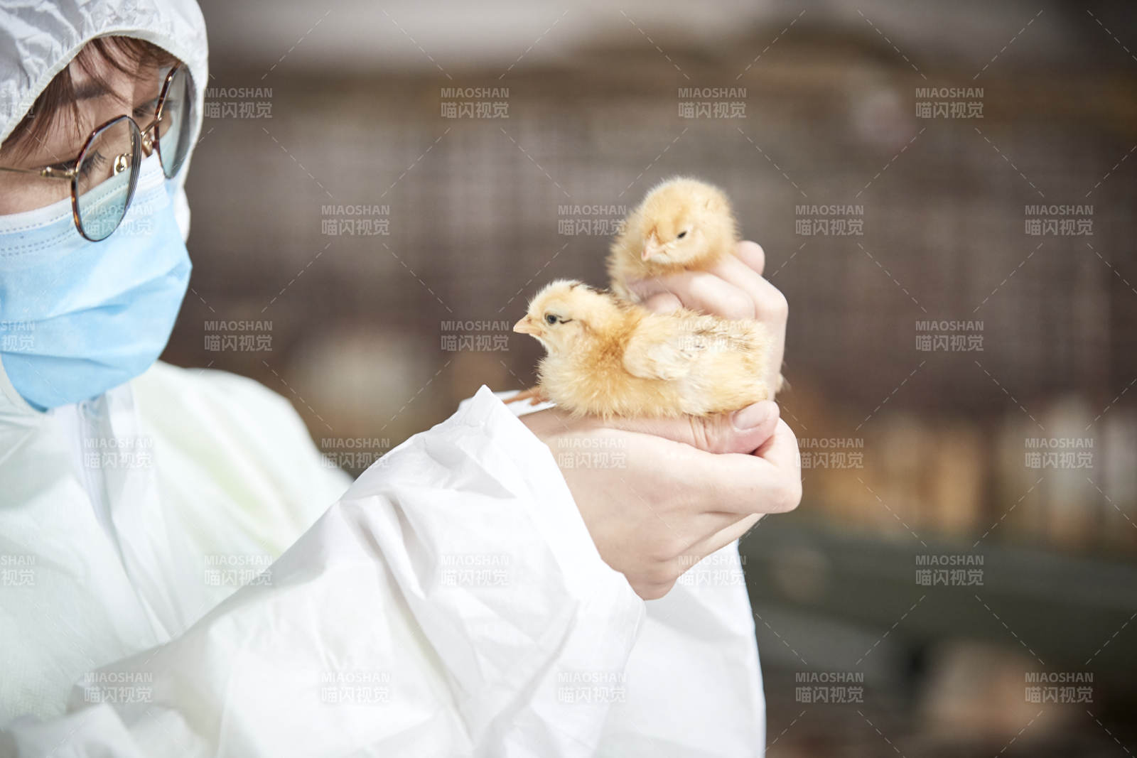 把小雞放在手中檢查的女飼養(yǎng)員