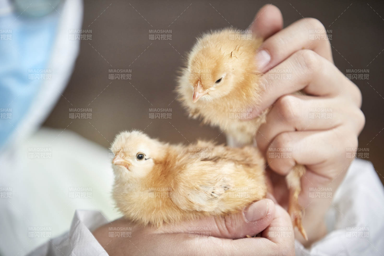 把小雞放在手中檢查的女飼養員