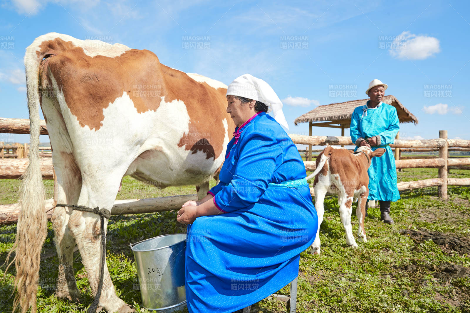 在草原牧场挤牛奶的中老年蒙古女性