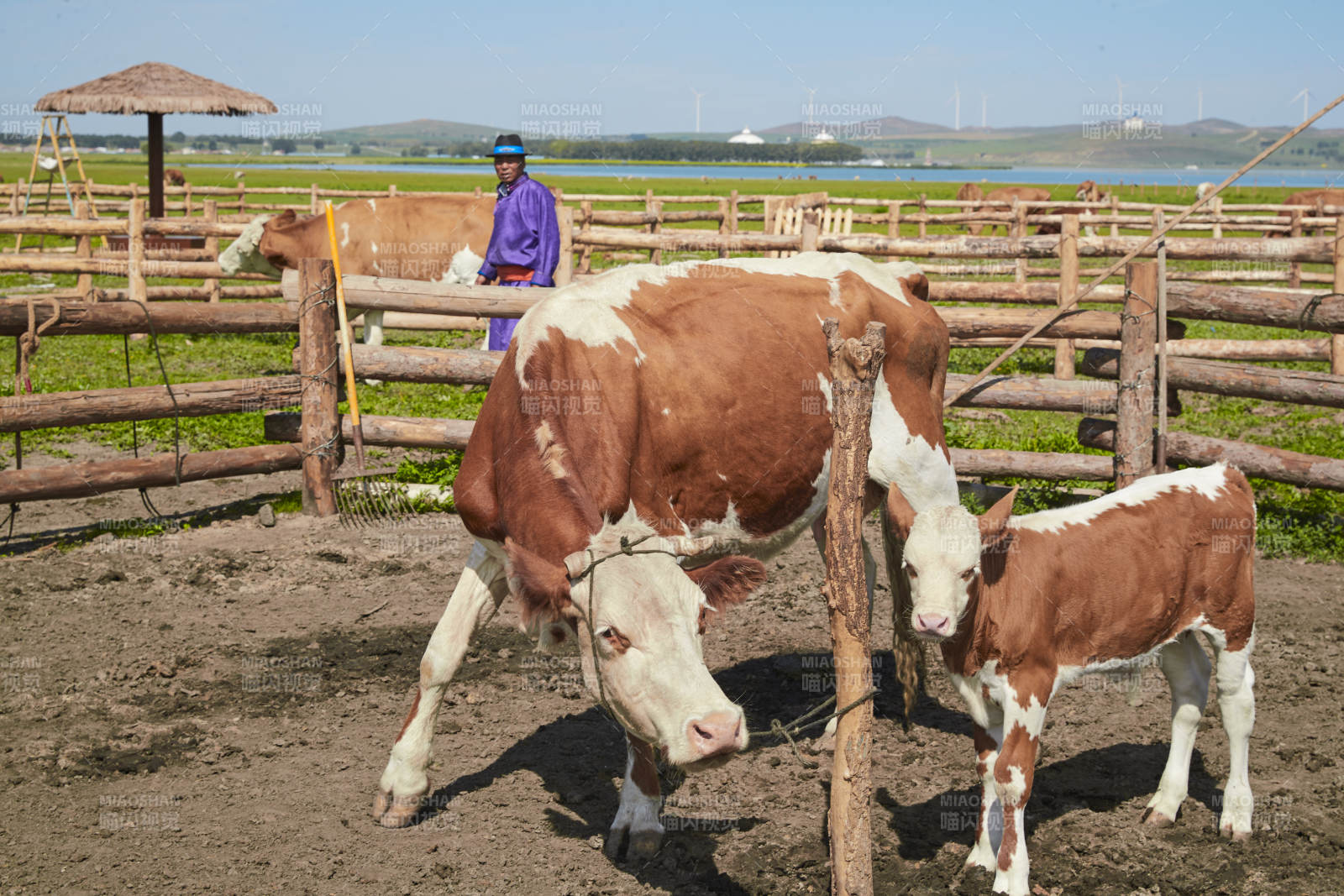在草原牧場放牛的中老年蒙古男性