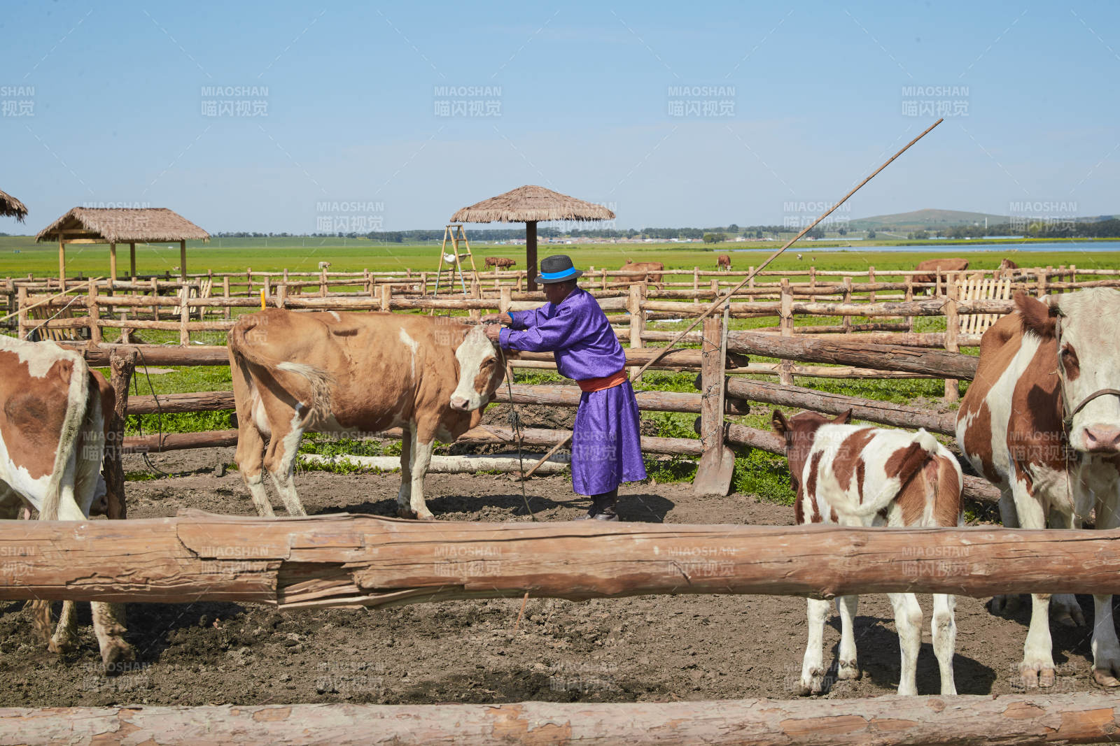 在草原牧場放牛的中老年蒙古男性