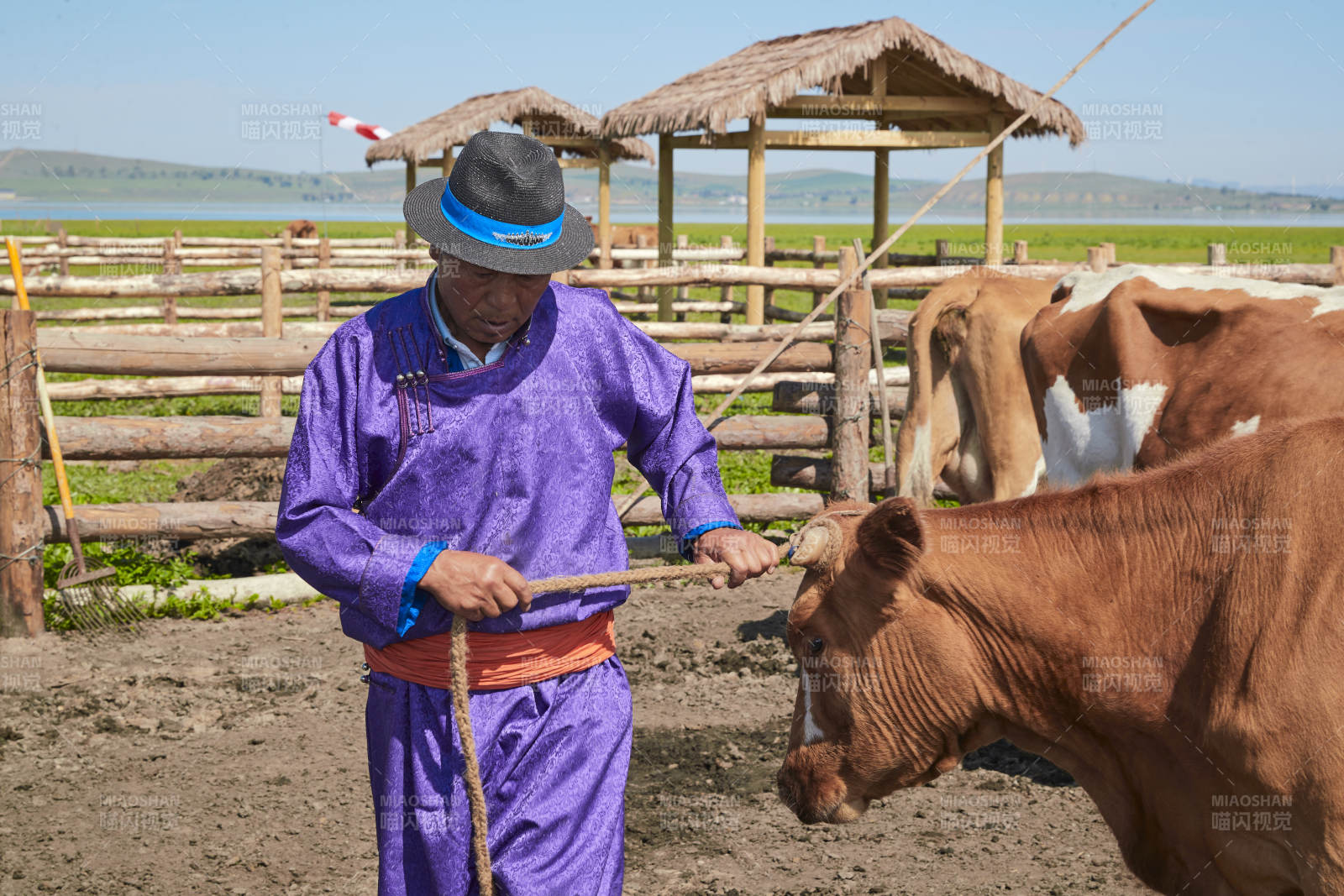 在草原牧場(chǎng)放牛的中老年蒙古男性