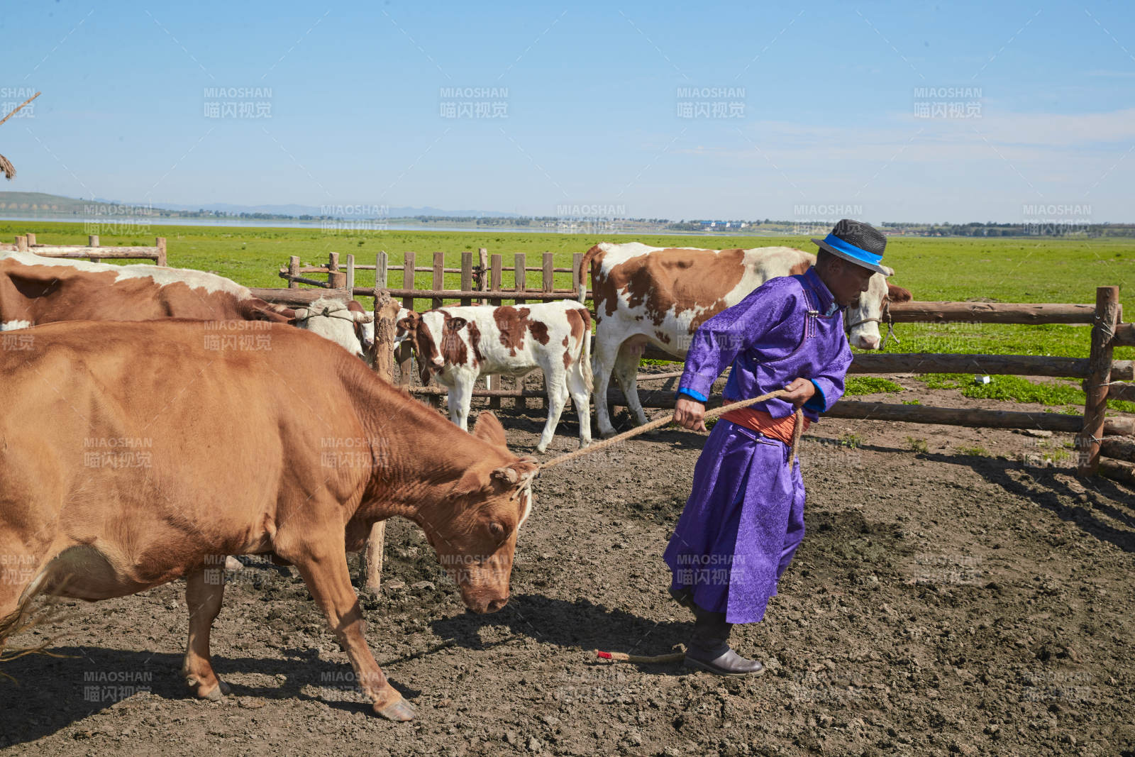 在草原牧場放牛的中老年蒙古男性