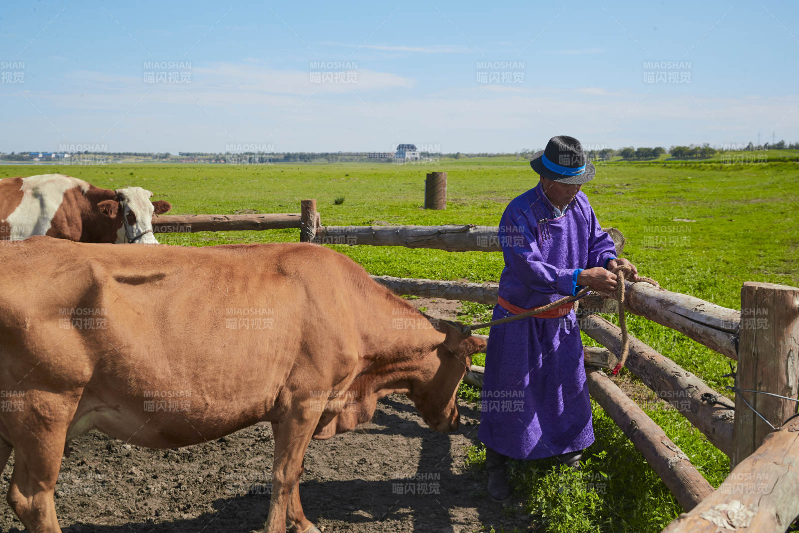 在草原牧場放牛的中老年蒙古男性