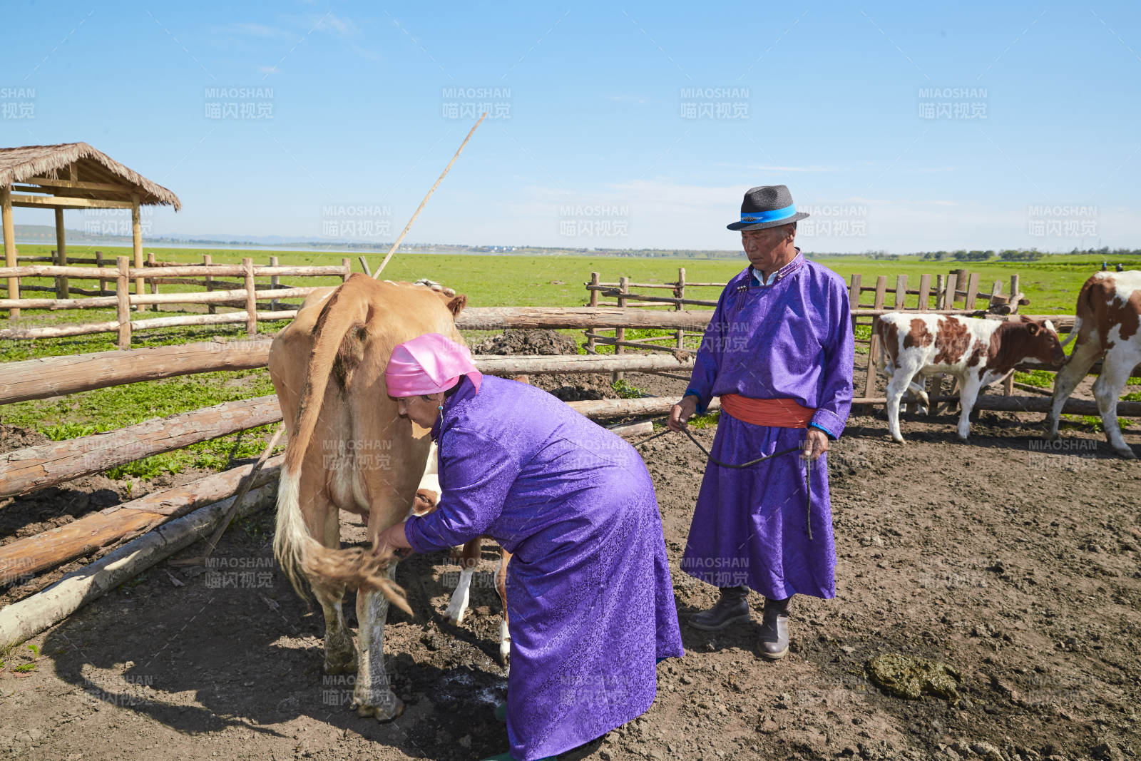 在草原牧場放牛的中老年蒙古夫妻