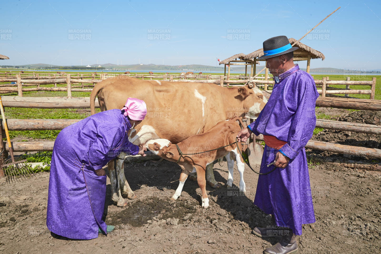 在草原牧場放牛的中老年蒙古夫妻