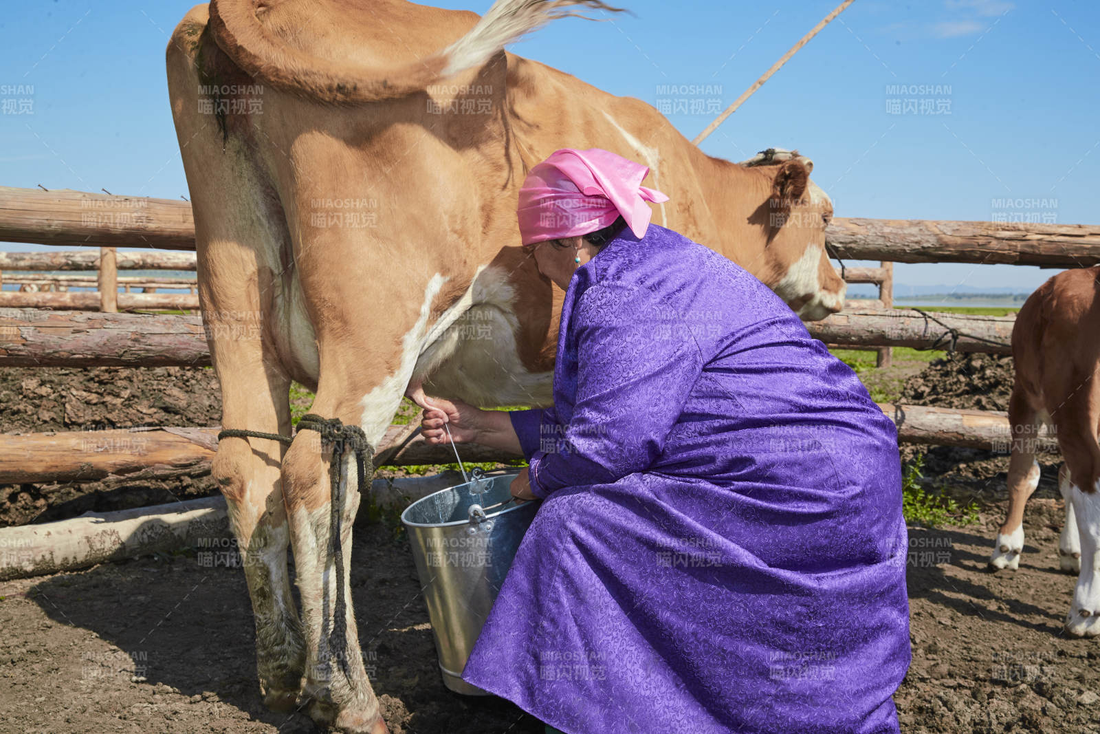 在草原牧場擠牛奶的中老年蒙古女性