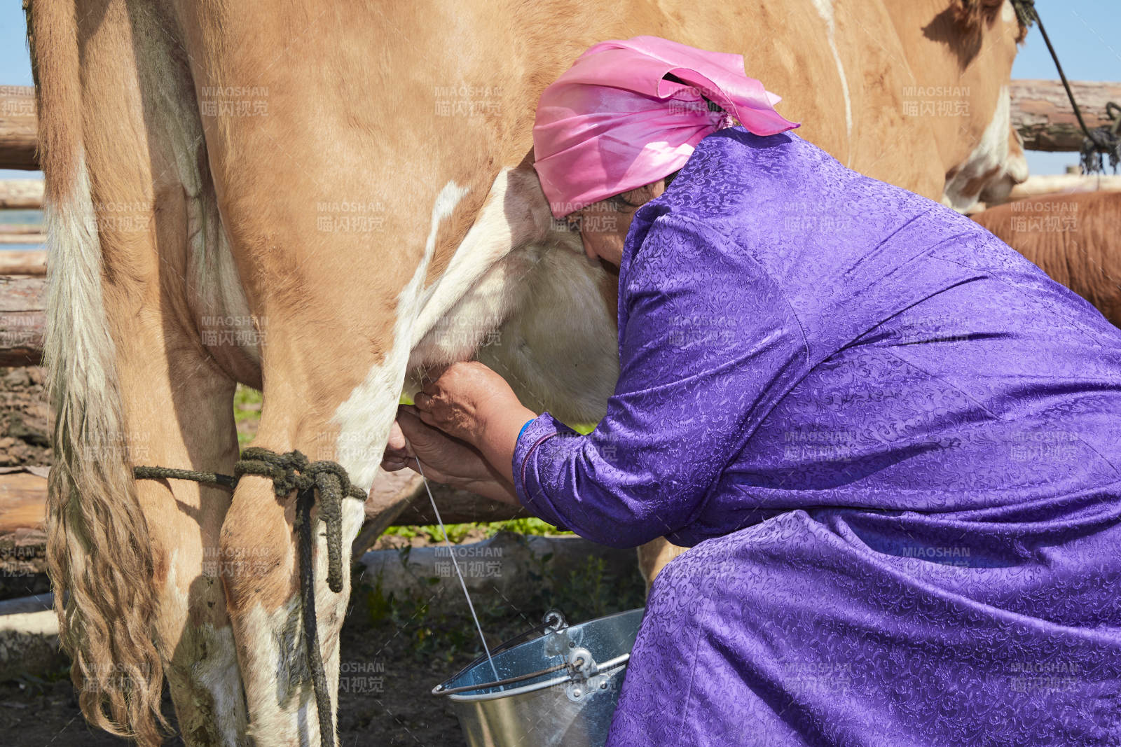 在草原牧場擠牛奶的中老年蒙古女性