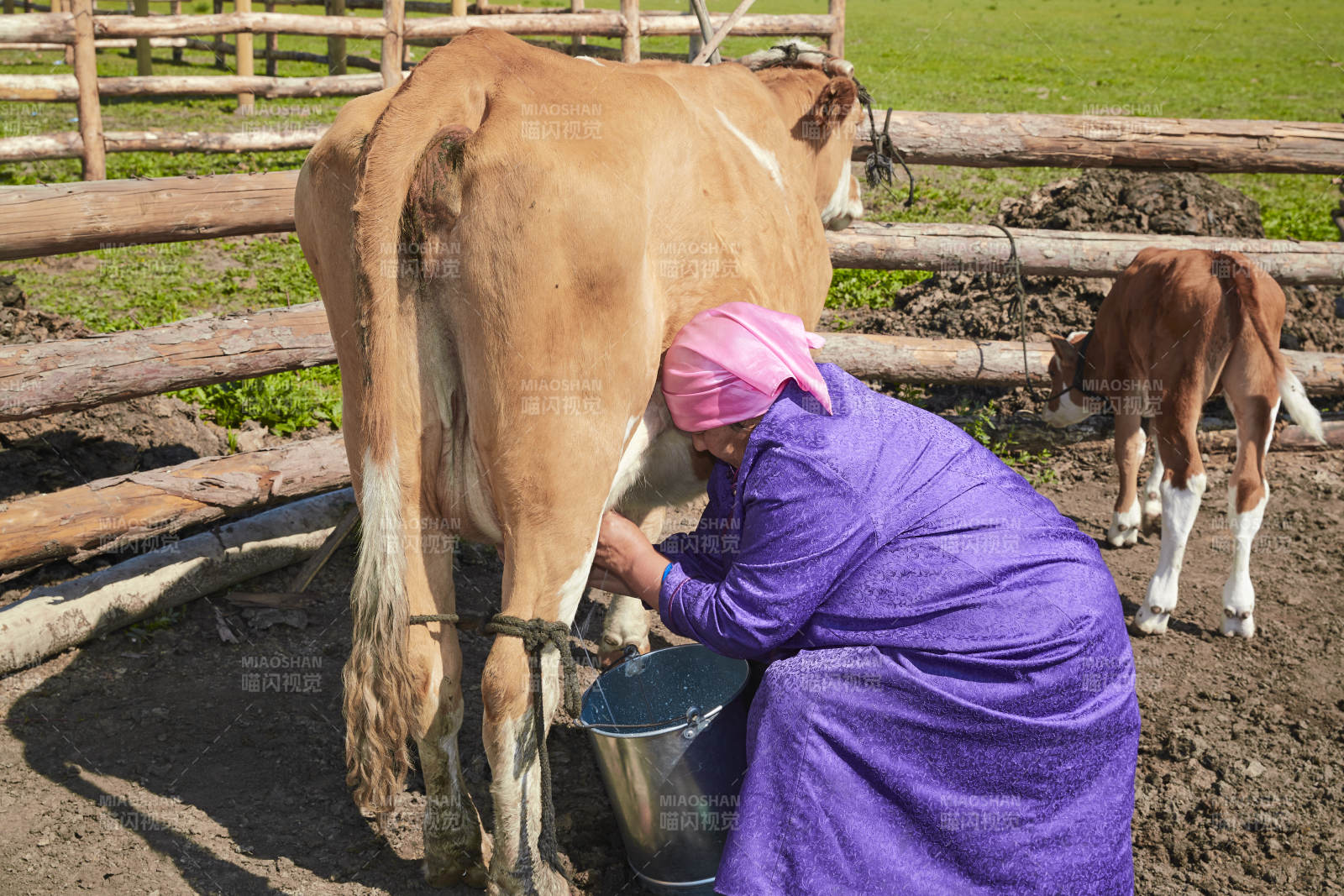 在草原牧场挤牛奶的中老年蒙古女性