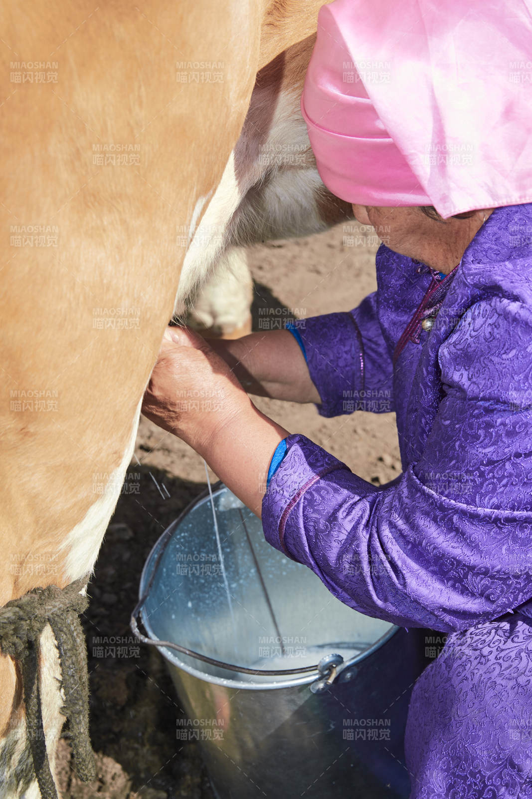 在草原牧場擠牛奶的中老年蒙古女性