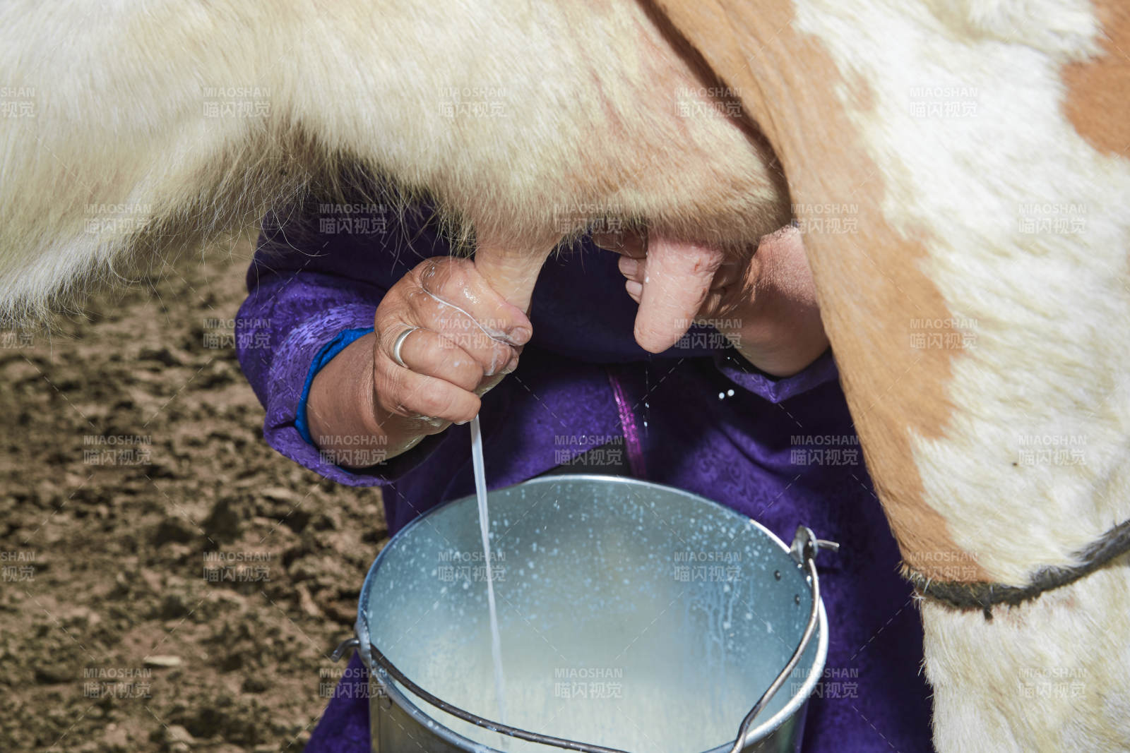 在草原牧場擠牛奶的中老年蒙古女性
