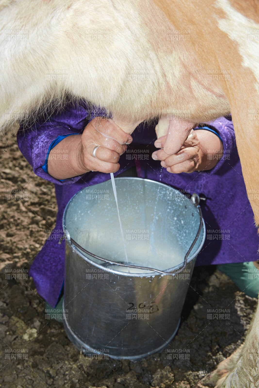 在草原牧場擠牛奶的中老年蒙古女性