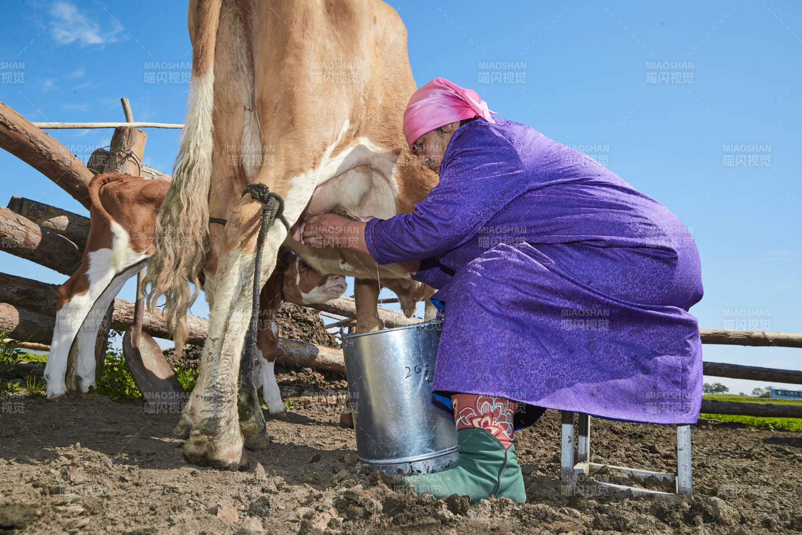 在草原牧場擠牛奶的中老年蒙古女性