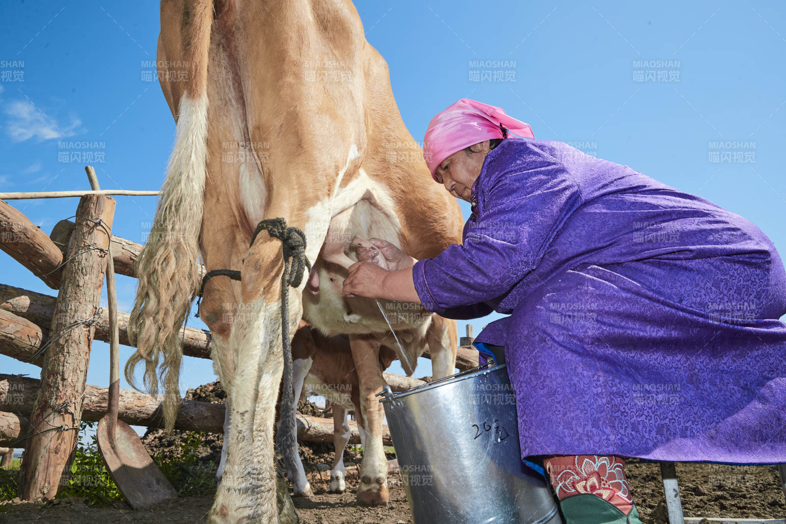 在草原牧场挤牛奶的中老年蒙古女性