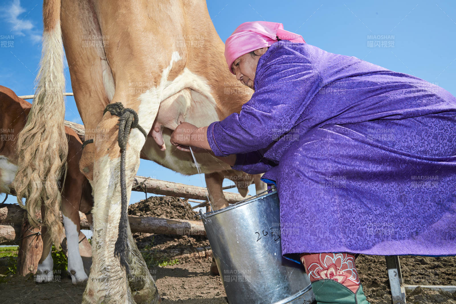 在草原牧場擠牛奶的中老年蒙古女性