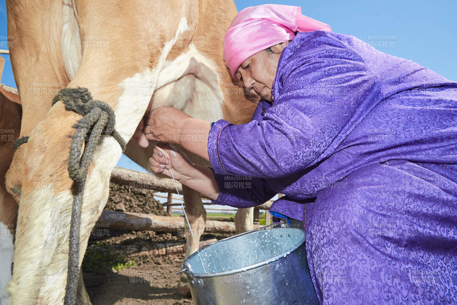 在草原牧场挤牛奶的中老年蒙古女性