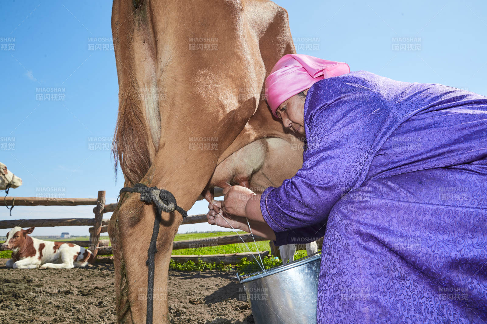 在草原牧場擠牛奶的中老年蒙古女性