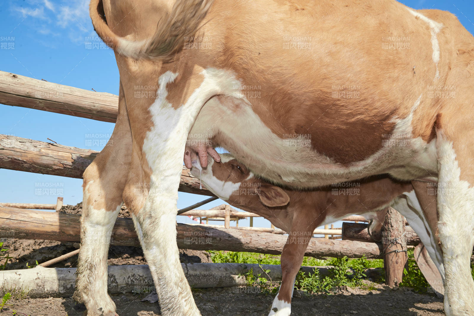 内蒙草原牧场里吃奶的小牛