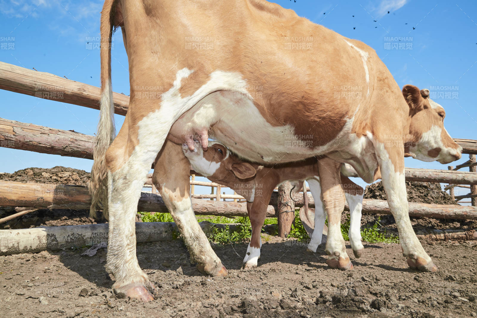 内蒙草原牧场里吃奶的小牛