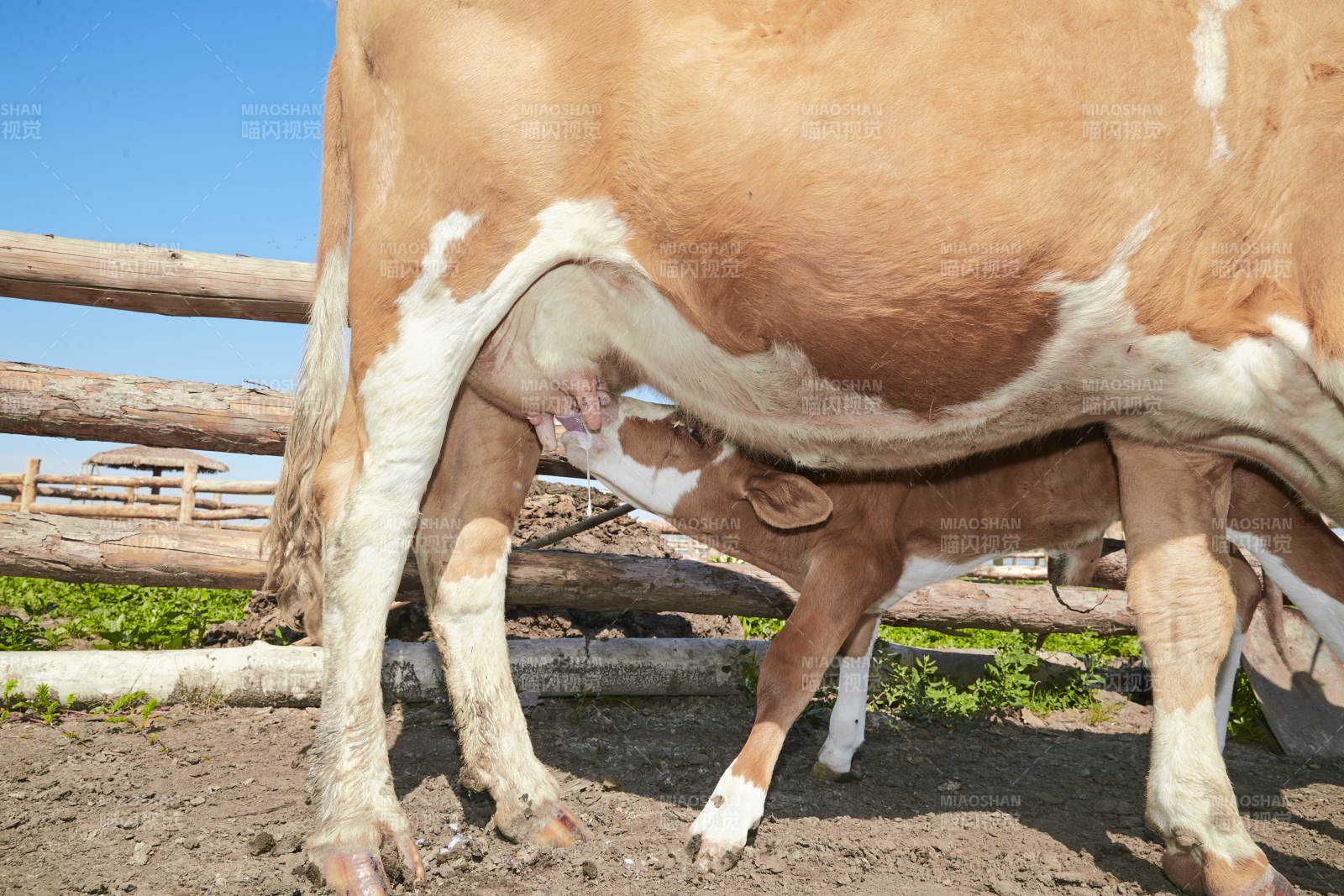 内蒙草原牧场里吃奶的小牛