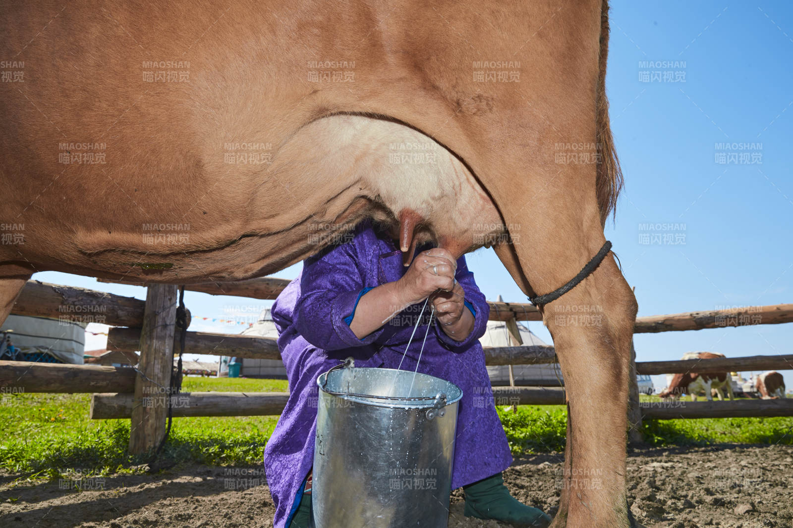 在草原牧場擠牛奶的中老年蒙古女性