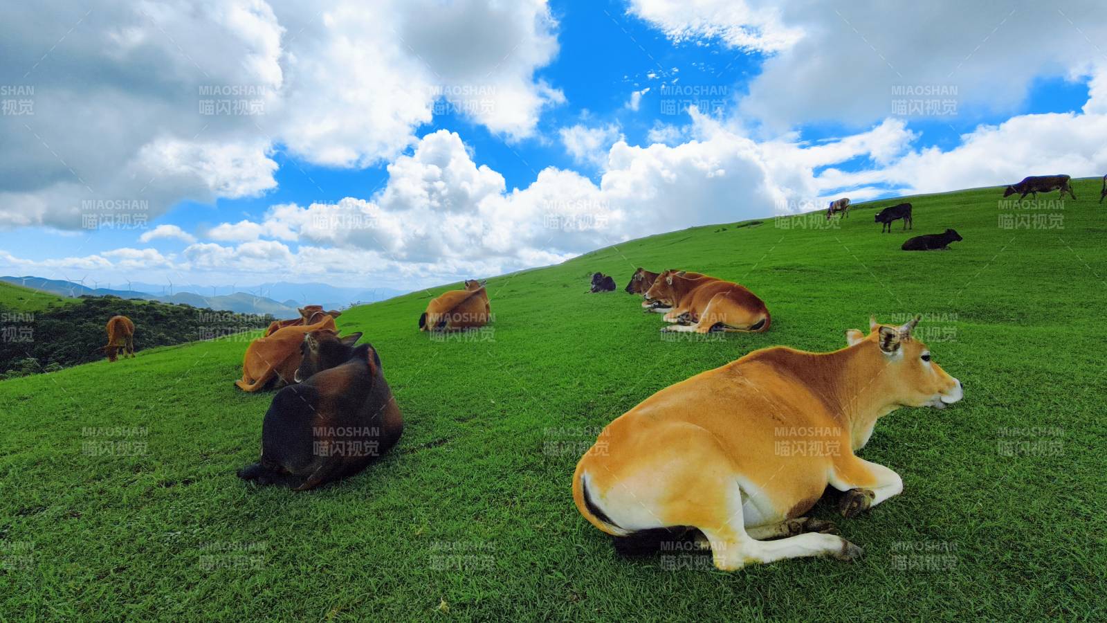 綠野牛群休憩圖