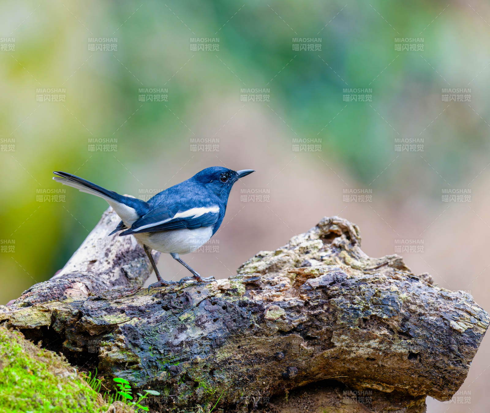 藍(lán)鵲棲石靜觀