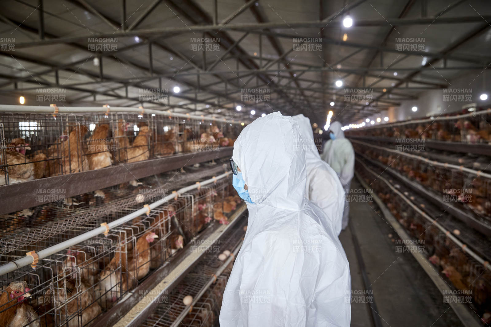 穿防護(hù)服在養(yǎng)雞場認(rèn)真工作的女性飼養(yǎng)員三人