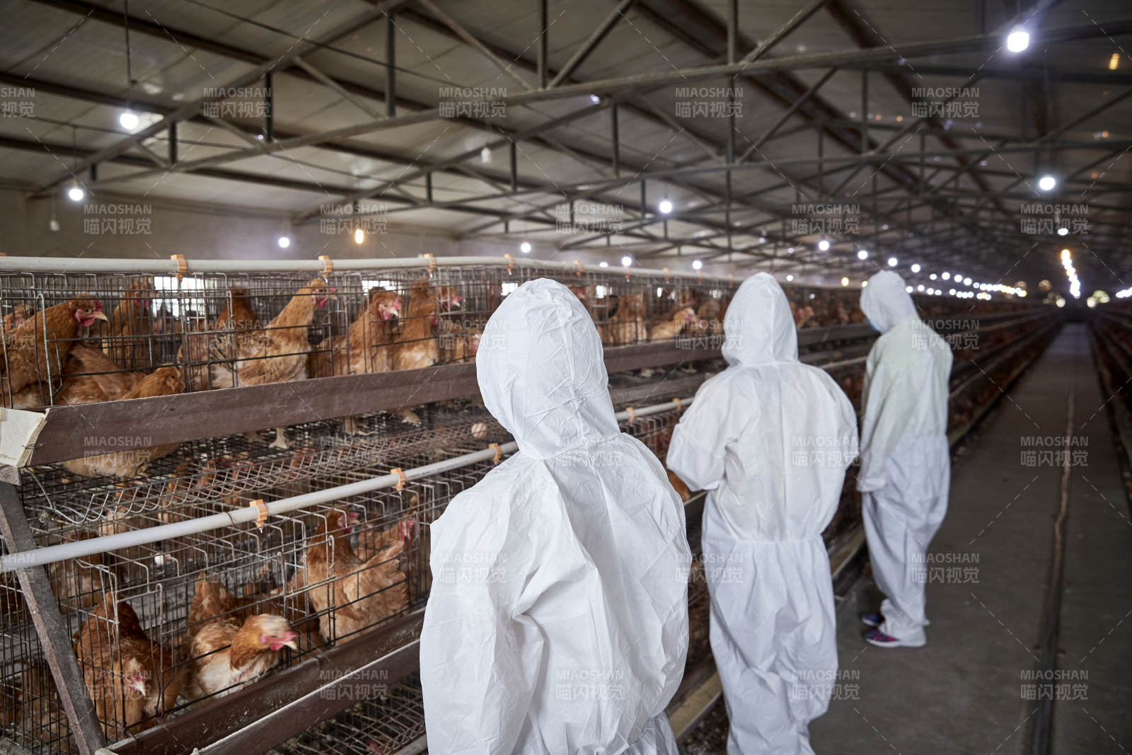 穿防護服在養(yǎng)雞場認真工作的女性飼養(yǎng)員三人