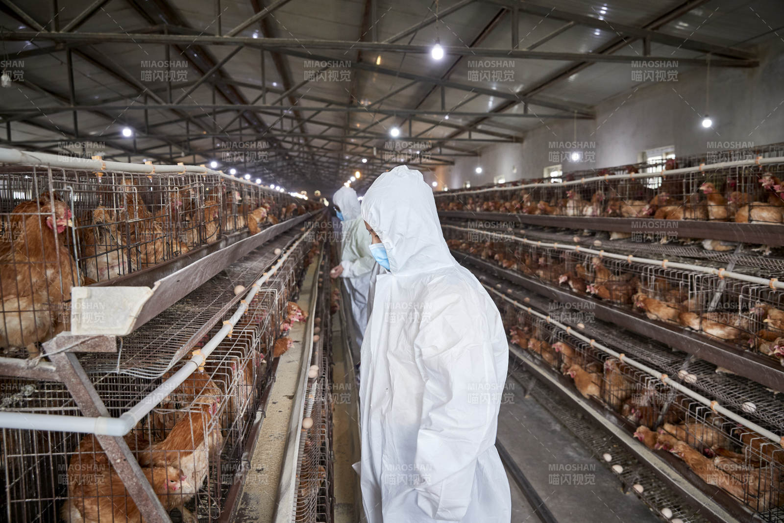 穿防護服在養雞場認真工作的女性飼養員三人