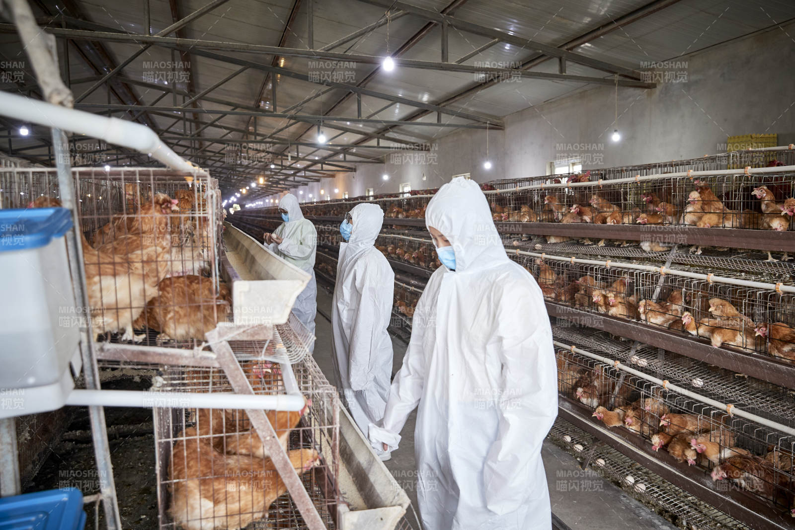 穿防護(hù)服在養(yǎng)雞場(chǎng)認(rèn)真工作的女性飼養(yǎng)員三人