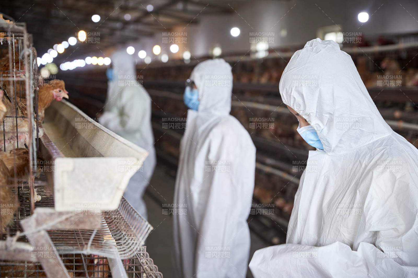 穿防護服在養(yǎng)雞場認真工作的女性飼養(yǎng)員三人