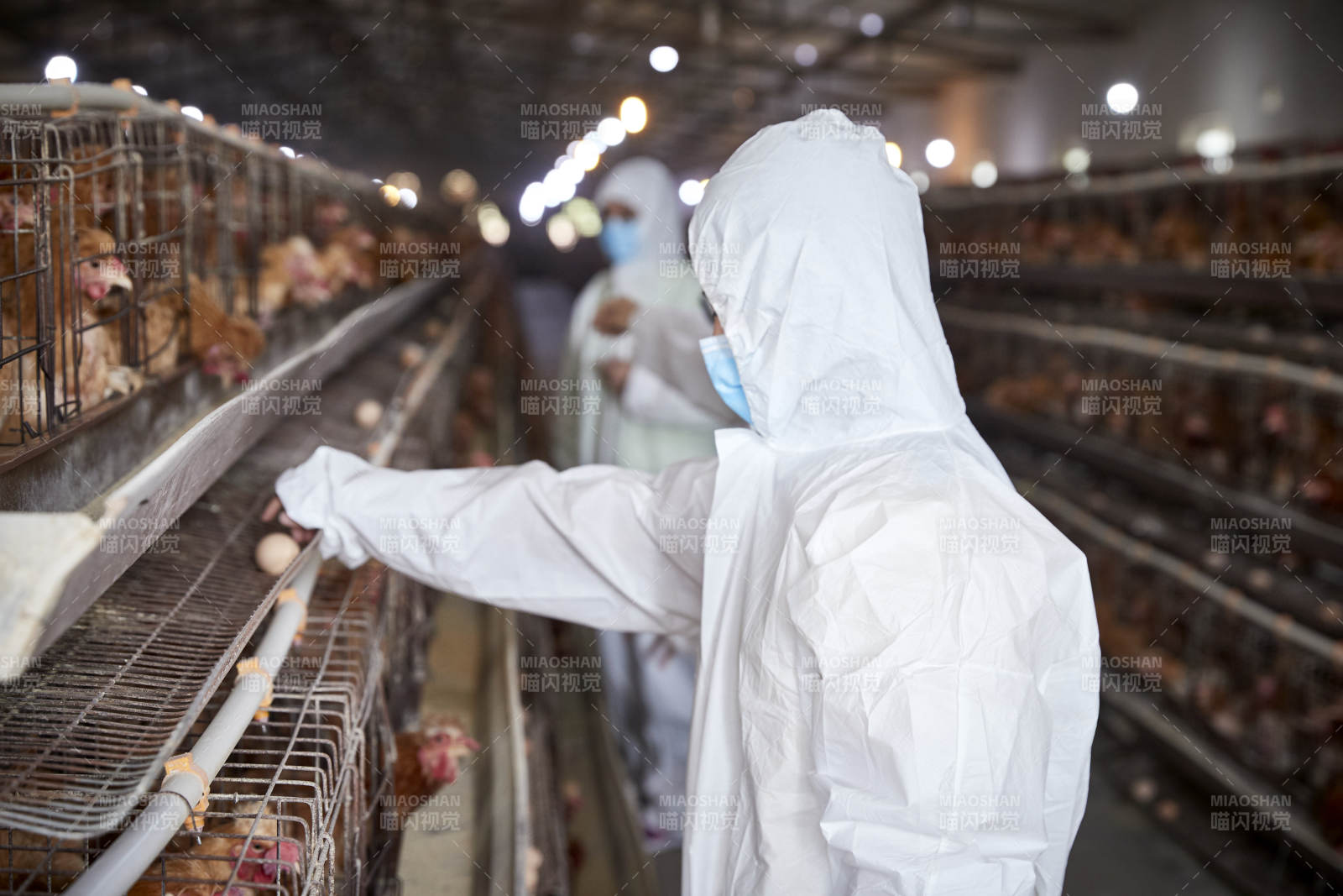 穿防護服在養雞場認真工作的女性飼養員三人