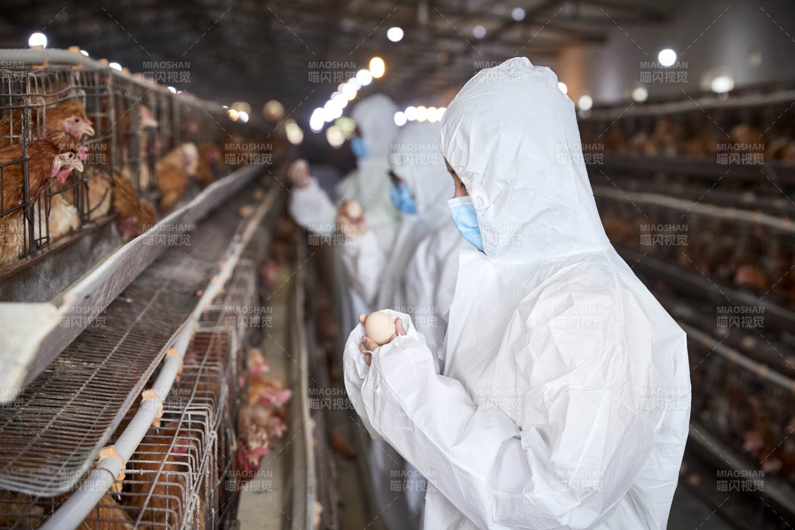 穿防護服在養(yǎng)雞場認(rèn)真工作的女性飼養(yǎng)員三人