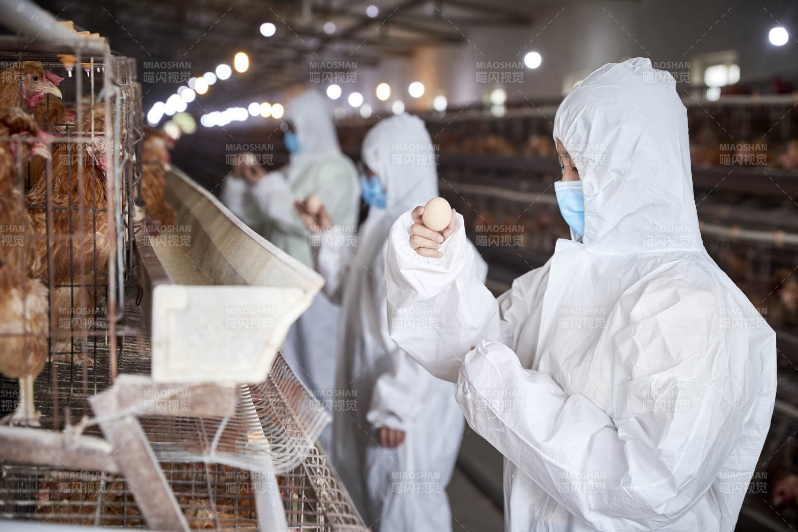 穿防護服在養雞場認真工作的女性飼養員三人