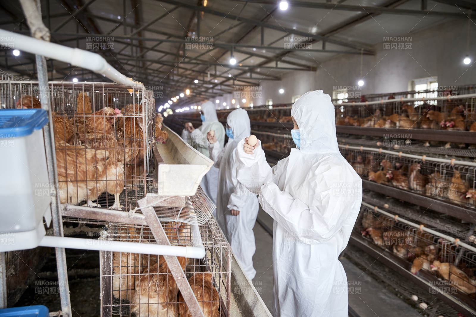 穿防護服在養雞場認真工作的女性飼養員三人