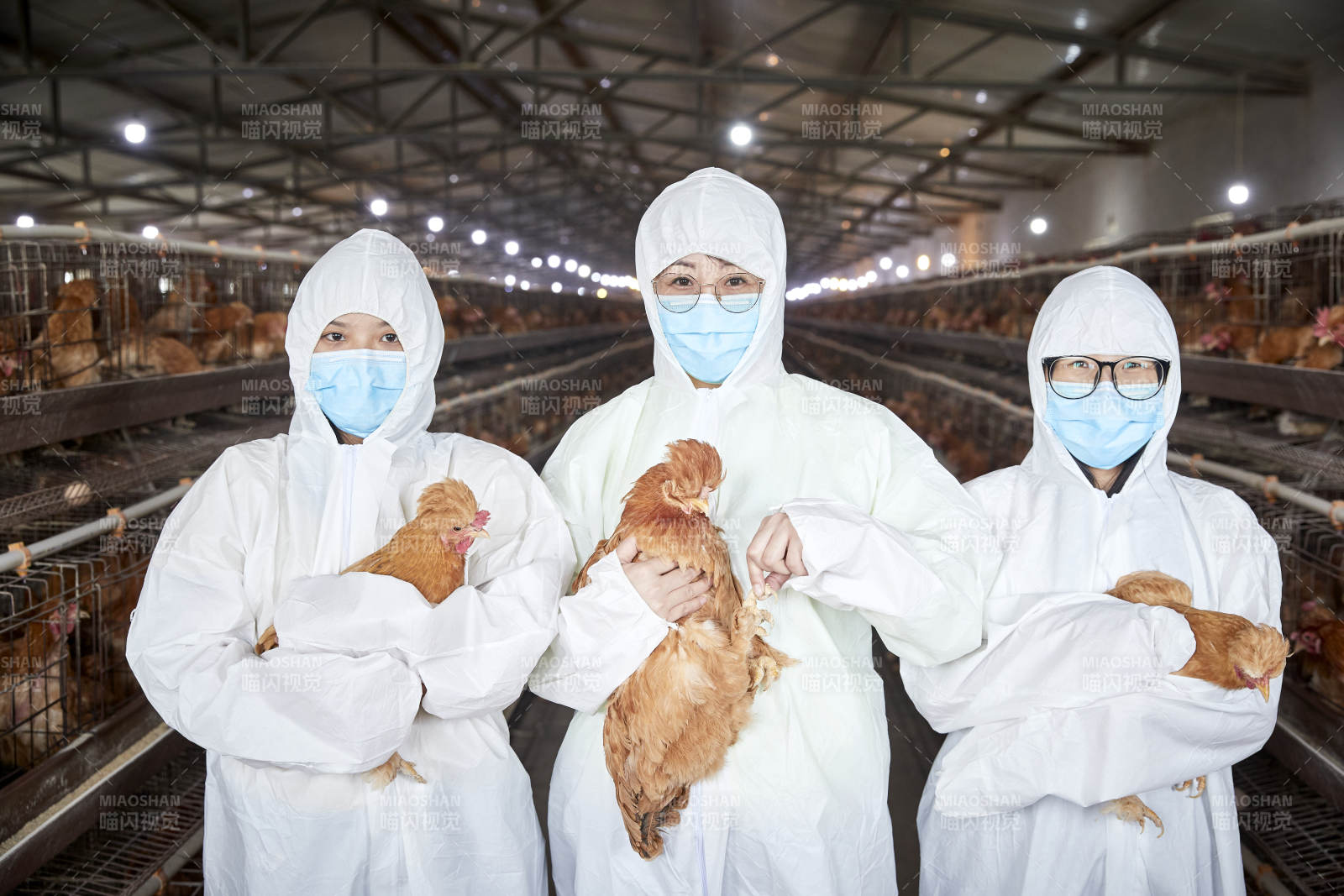 穿防護服懷抱家禽的三位女性飼養員