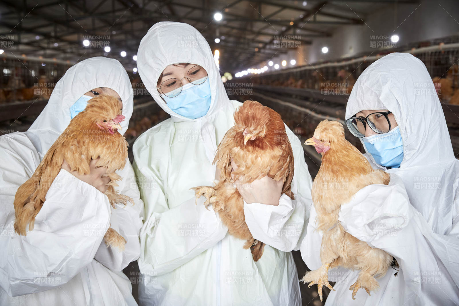 穿防护服怀抱家禽的三位女性饲养员