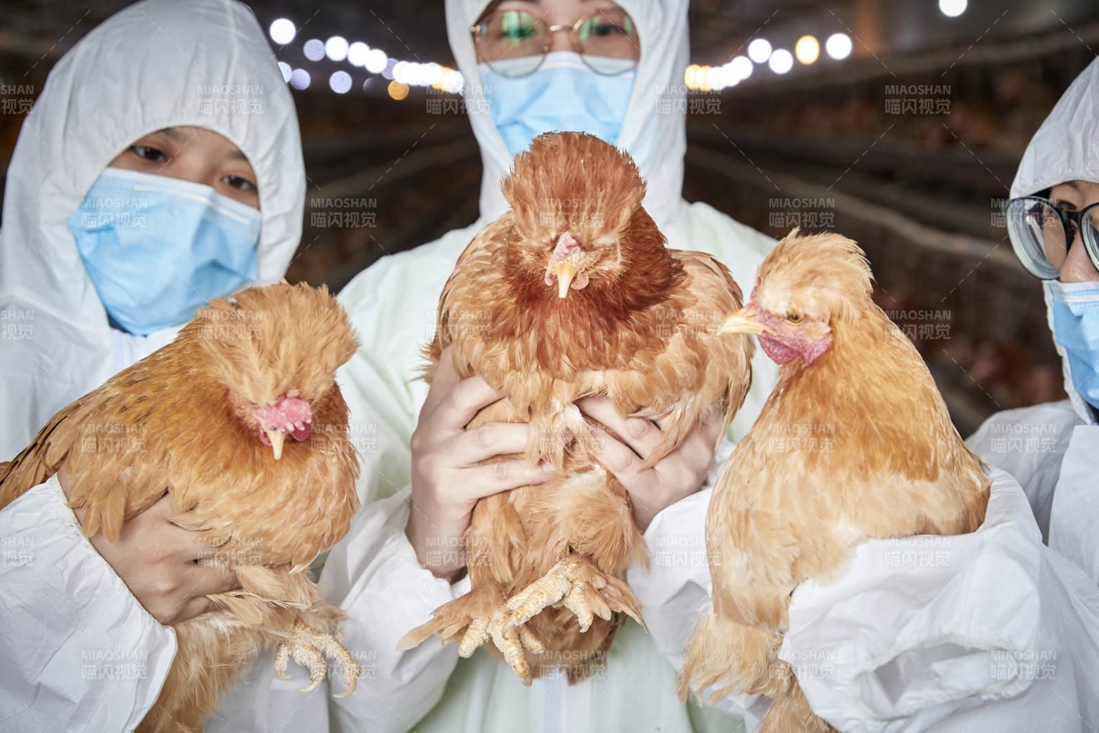 穿防护服怀抱家禽的三位女性饲养员