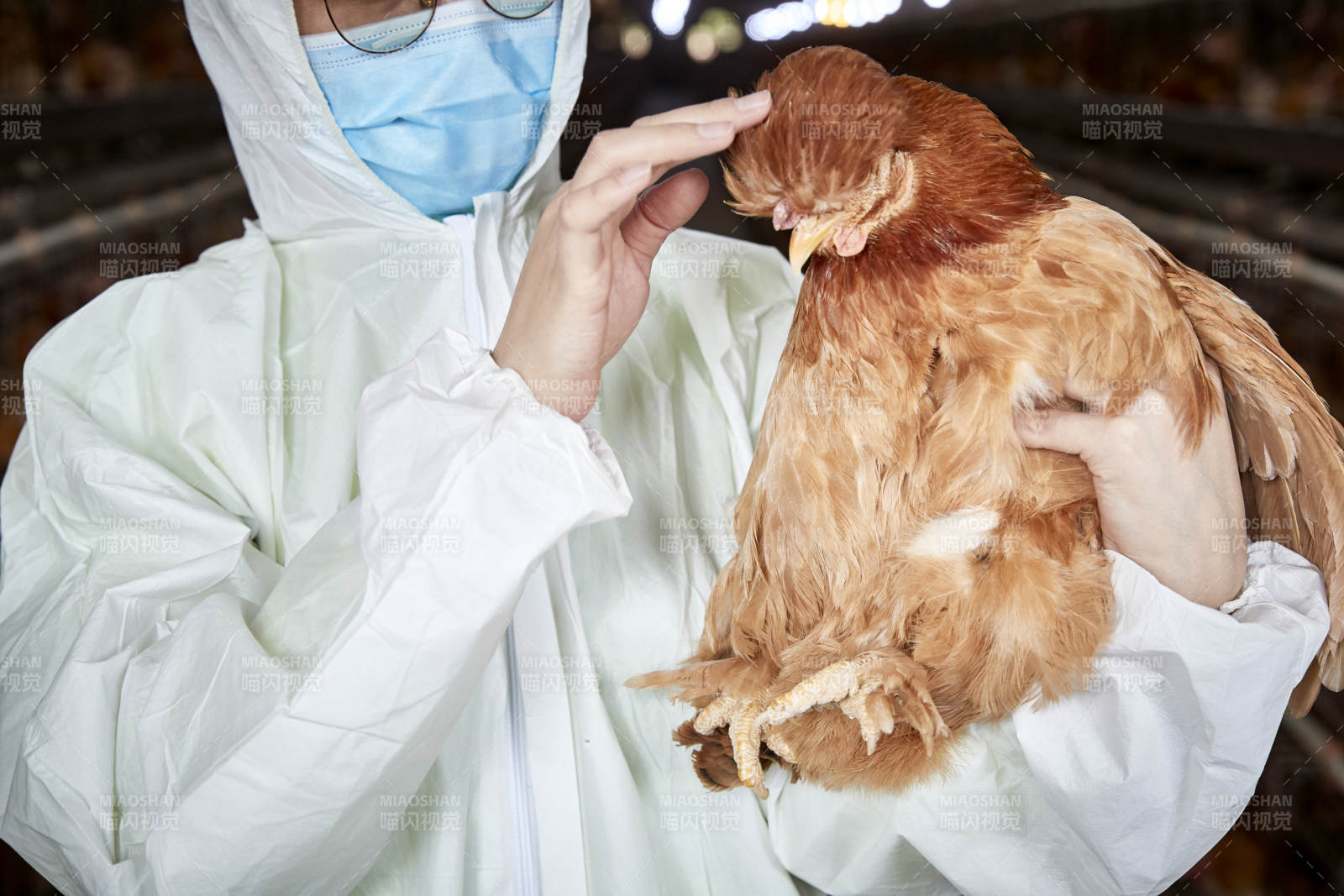 在養雞場為家雞檢查的年輕飼養員