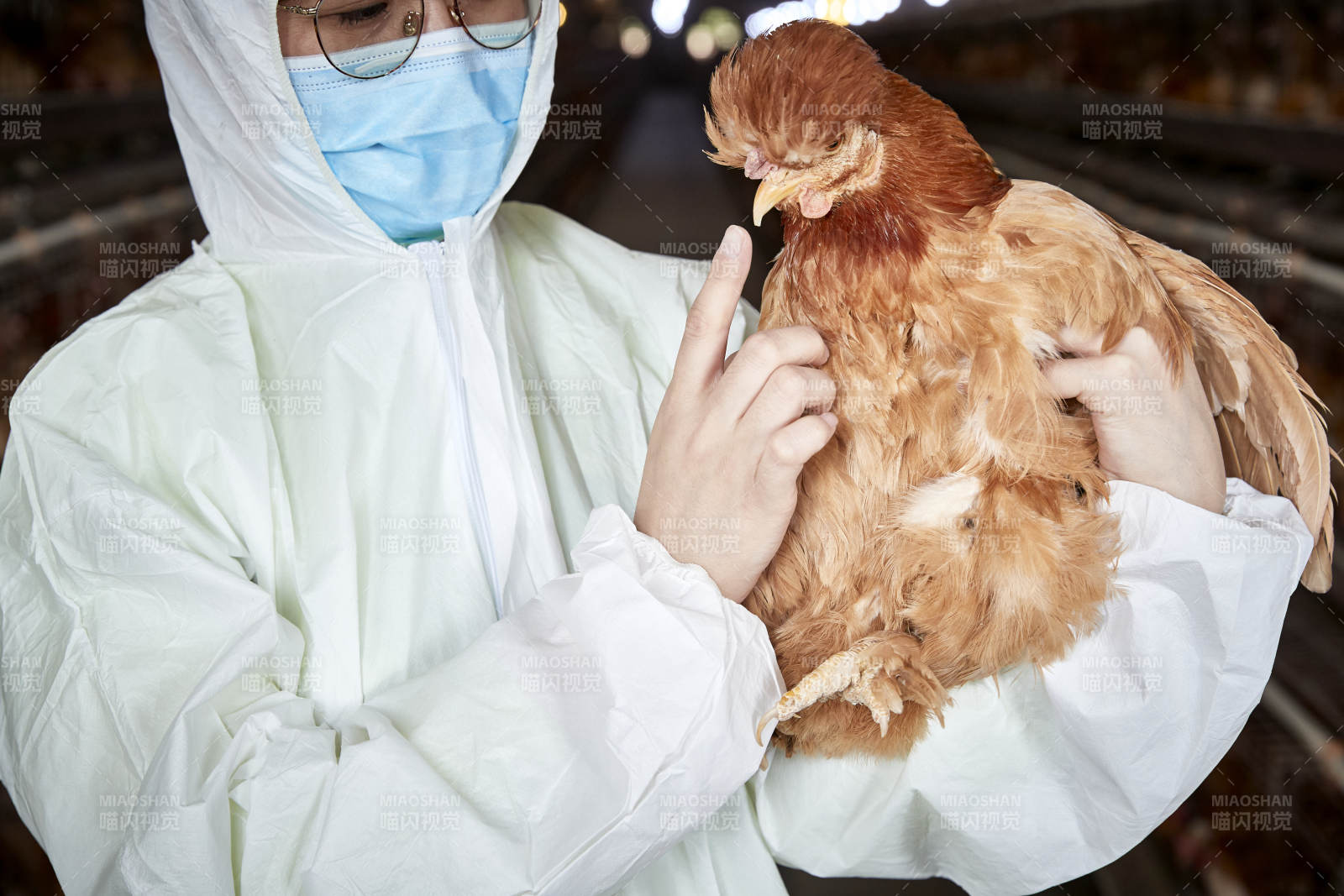 在养鸡场为家鸡检查的年轻饲养员