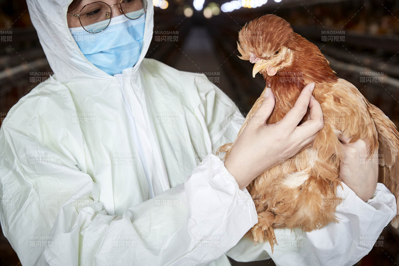 在養雞場為家雞檢查的年輕飼養員