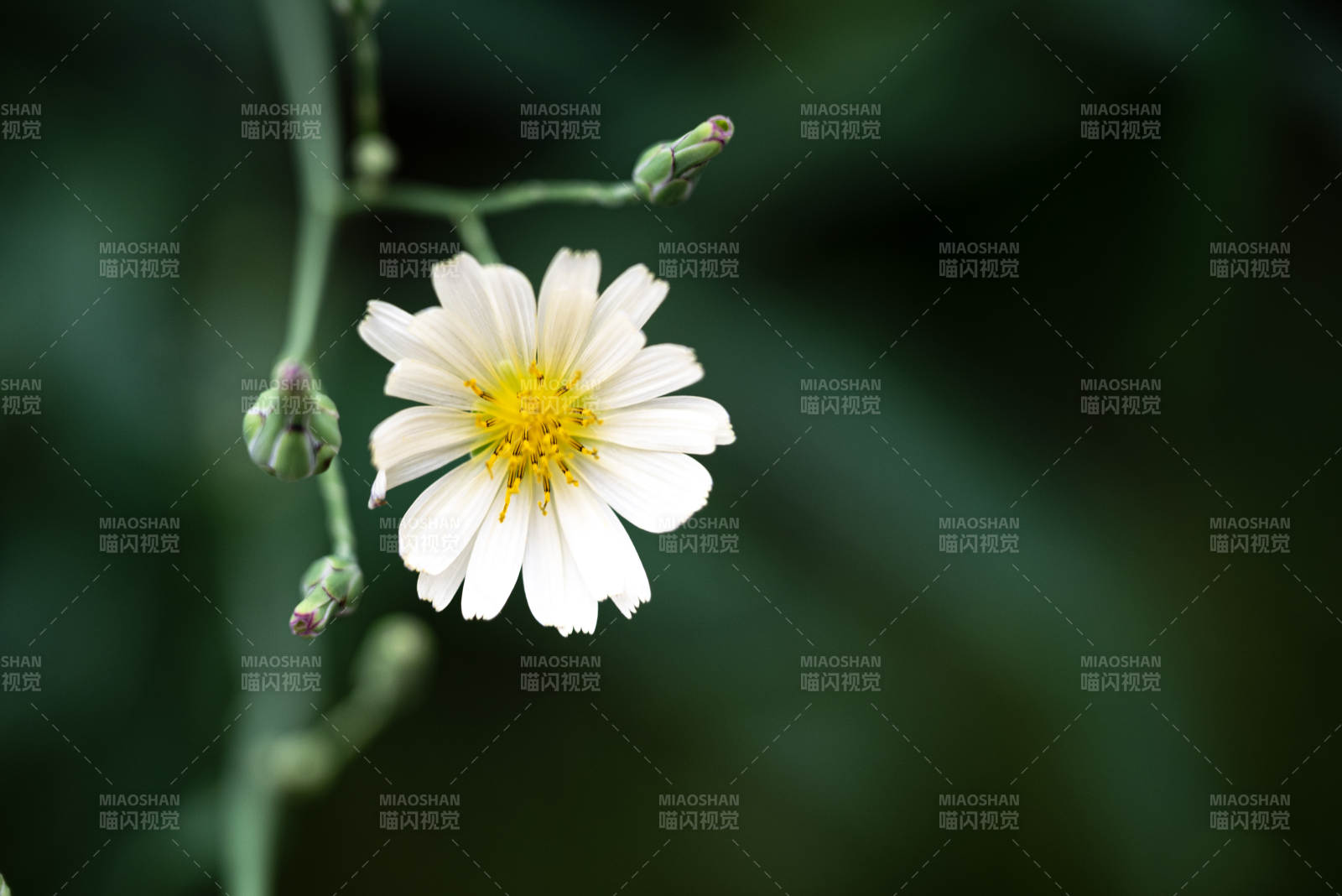 白花绽放绿意中