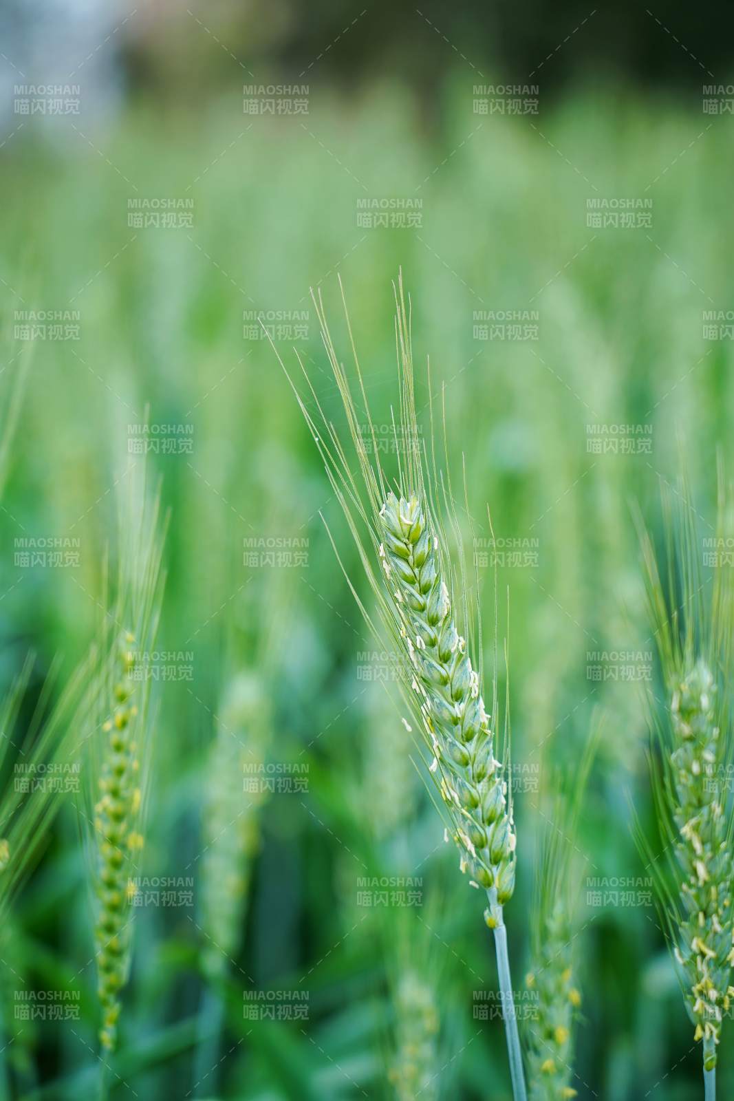 绿麦穗迎风摇曳