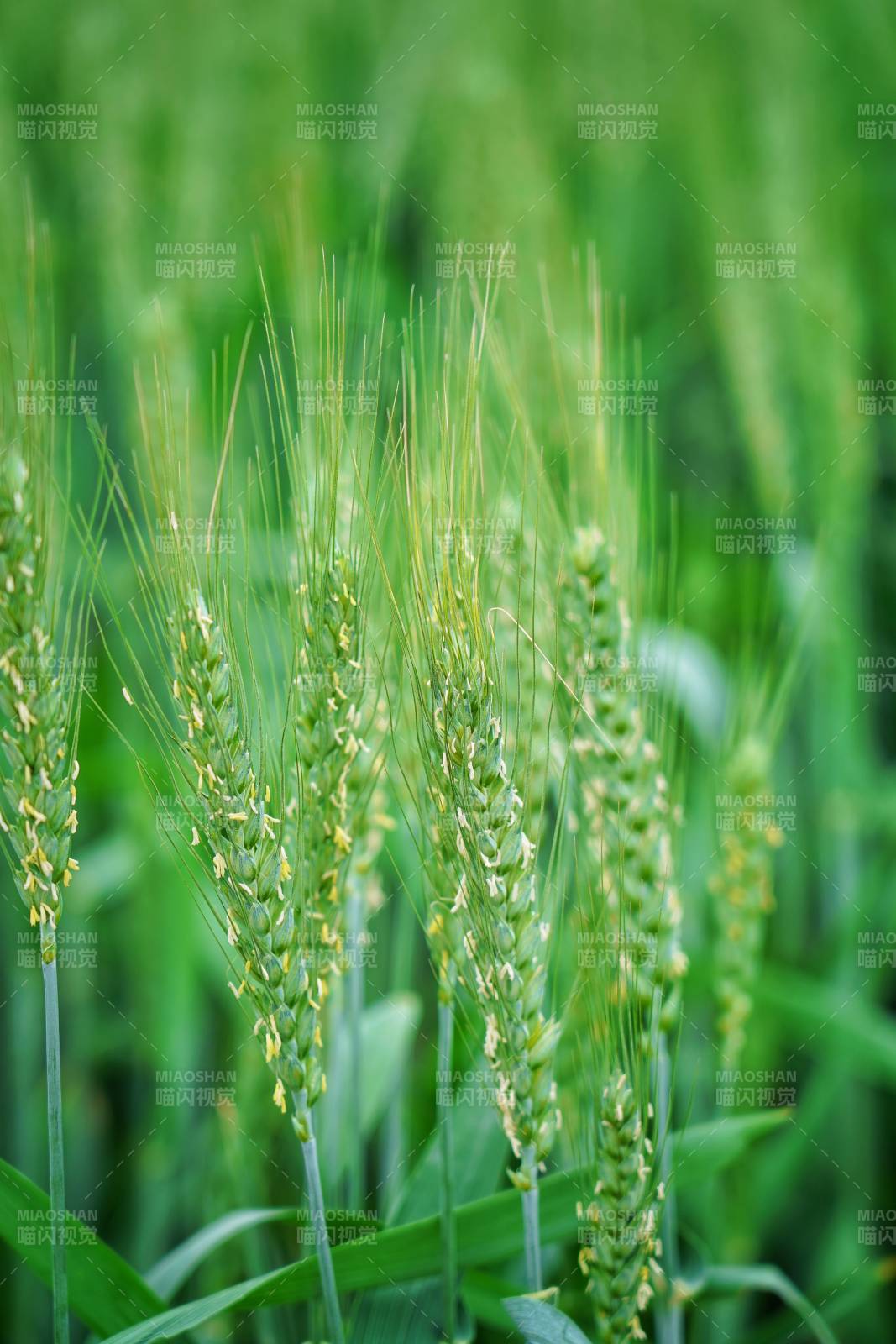 绿意盎然的麦穗