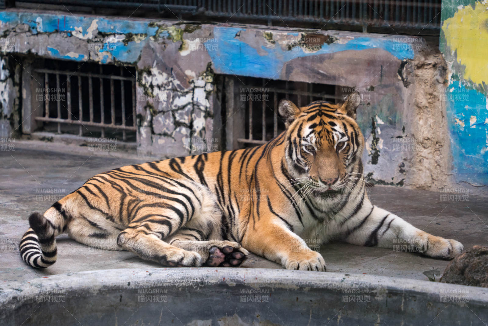 老虎卧石阶静观