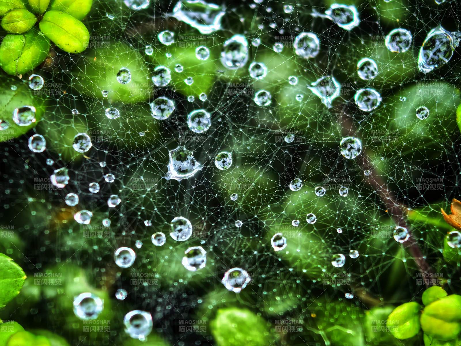 露珠缀网 绿意盎然
