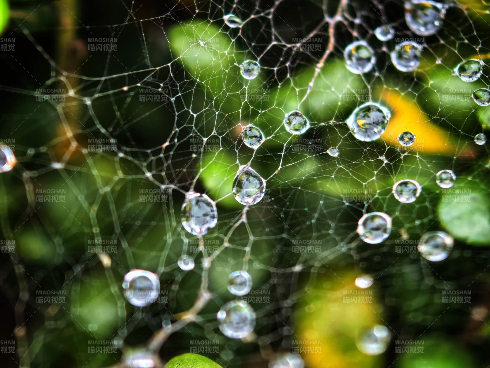 露珠綴網(wǎng) 晶瑩剔透