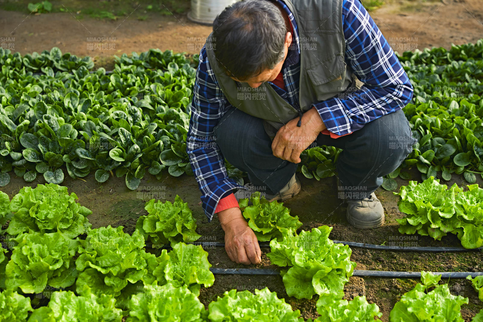 冬季在種植綠色蔬菜大棚工作的農民伯伯